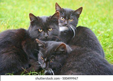 3 Black Cats Images, Stock Photos 