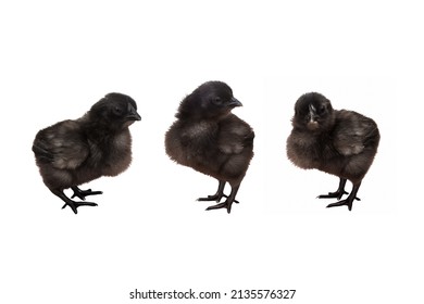 9,680 Three chicks Images, Stock Photos & Vectors | Shutterstock
