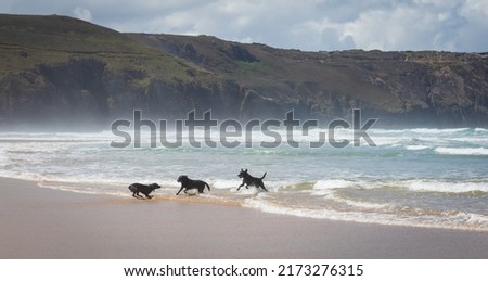 Three black dogs play together in the sea on a Cornish beach on a bright sunny summer day. with sea spray, waves and green cliffs in the background