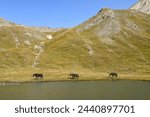 Three black free horses walking on the shore of a mountain lake in the Cottian Alps, Pontechianale, Pic d