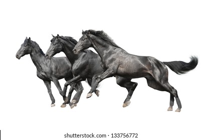 three black horses on white