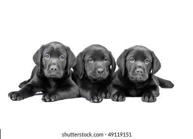 Three Black Lab Puppy, Two  Months Old.