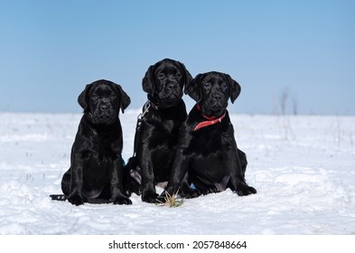 three black labrador puppies are sitting in a snowy field against a blue sky