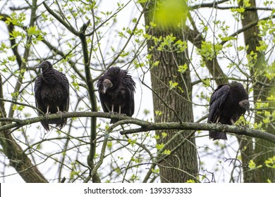 Three Black Vultures perched on a branch overlooking a creek.