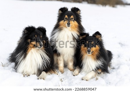 Three black and white with sable tan shetland sheepdog winter portrait in the forest with background of white snow. Sweet cute and fluffy little lassie, collie, sheltie dog sitting on fresh snow