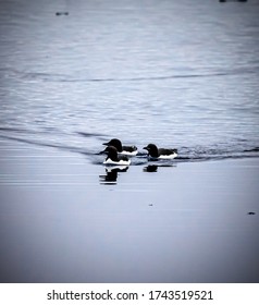 Three Black And White Thick Billed Murres Swim In Cold Arctic Wa