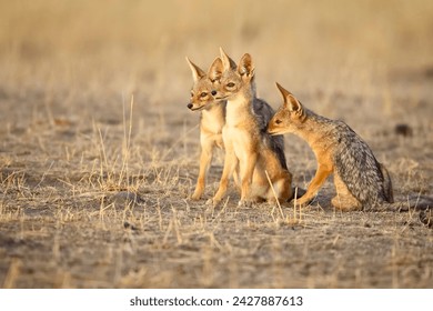 Tres cachorros de chacal de espalda negra o chacal de espalda plateada (canis mesomelas) a la luz temprana, reserva nacional masai mara, kenia, áfrica oriental, áfrica