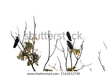 Three blackcrows sitting on the top of tropical tree branches with green leaves on white isolated background 