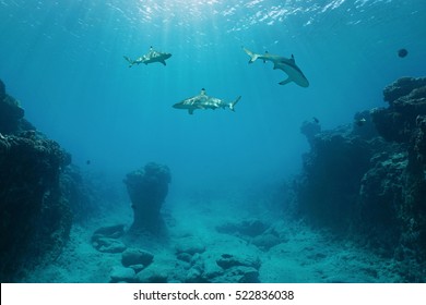 Three blacktip reef sharks underwater swimming between the ocean floor and the water surface on the outer reef of Huahine island, Pacific ocean, French Polynesia