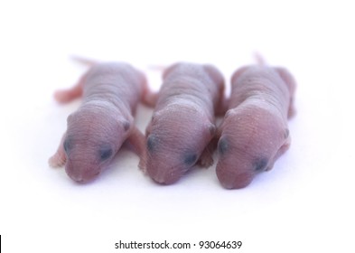 Three Blind Newborn Mice Over White