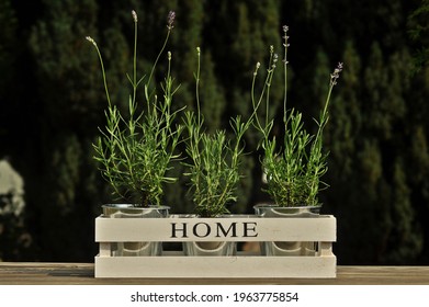 Three Blooming French Lavander(Lavandula Angustifolia) In A White Wooden Pot. Garden Decoration With HOME Subtitle.Lavender Is Planted In Metal Flower Pots.Vintage Garden Decoration.