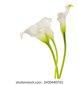 three blossoming white calla lilies flowers with green stems isolated on white background - Powered by Shutterstock