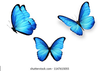 three blue butterflies isolated on white background