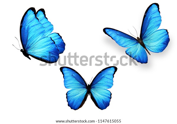 白い背景に3つの青い蝶 の写真素材 今すぐ編集