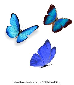 Three Blue Butterflies Isolated On White Stock Illustration 130242416