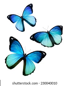 Blue Butterflies Isolated On White Background Stock Photo (Edit Now ...