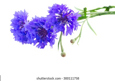 Three Blue cornflower button  isolated on white background