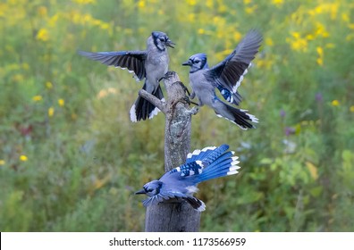Three Blue Jays 