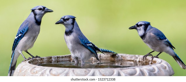 Friendly Blue Jay High Res Stock Images Shutterstock