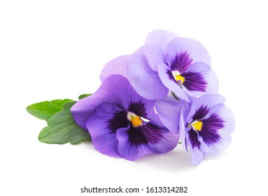 Three Blue Violets Isolated On A White Background.