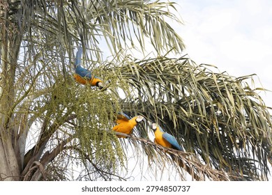 Three blue-and-yellow macaws feeding on a palm branch