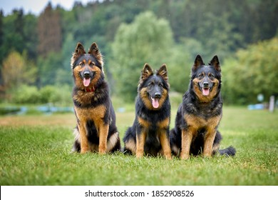 Three Bohemian Shepherd Dogs, Bitches, Sitting Directly In Front Of Camera, Purebred, With Typical Black And Brown Color Marks. Active, Similar To German Shepherd, Dogs For Active Duty. Czech Republic