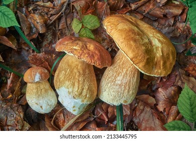Three boletus mushrooms lie on autumn leaves. Great find. Delicious and healthy mushrooms in the forest