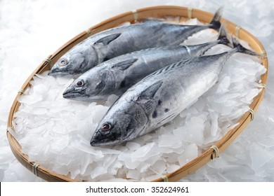 Three Bonito Tuna Fish 