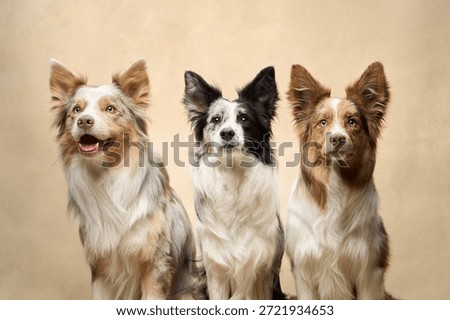 Three Border Collies pose together in a row in front of a beige studio backdrop, showcasing breed variety.