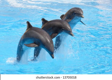 1,989 Three dolphins Images, Stock Photos & Vectors | Shutterstock