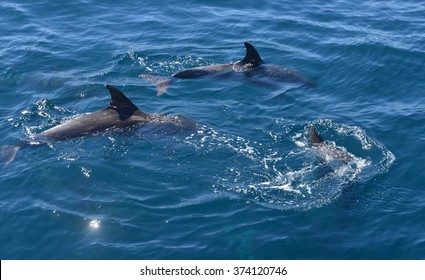 Three bottle-nose dolphins swimming on ocean surface at Kaikoura, South Island, New Zealand