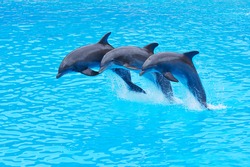 Tre Delfini Di Bottlenose, Tursiops Truncatus, Saltando In Formazione