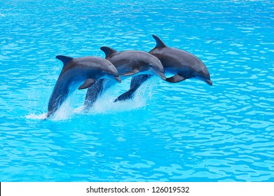 Three Bottlenose Dolphins, Tursiops truncatus, leaping in formation