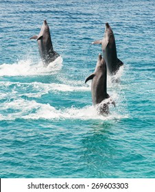 three bottlenose dolphins walking backwards on the sea