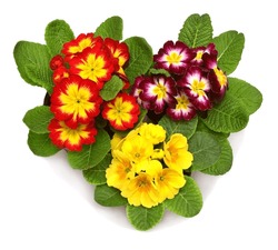 Three Bouquet Primrose Flowers Isolated On White Background. Flat Lay, Top View