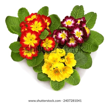 Three bouquet primrose flowers isolated on white background. Flat lay, top view