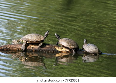 1,406 Box turtle water Images, Stock Photos & Vectors | Shutterstock