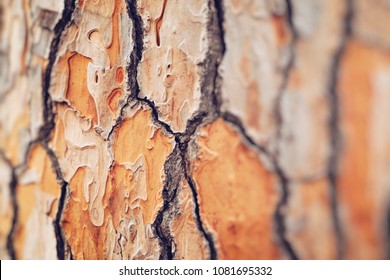 Three Brances On Italian Stone Pine.