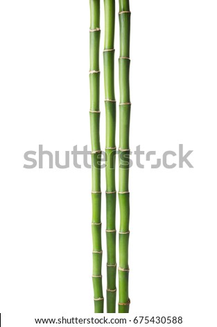   Three branches  of  Bamboo isolated on white background.  Sander's Dracaena.