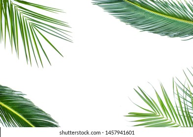 2,467 Three branch palm tree Images, Stock Photos & Vectors | Shutterstock