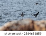 Three Brants, a type of small goose, are seen landing in the Raritan Bay off the coast of Sandy Hook, New Jersey.