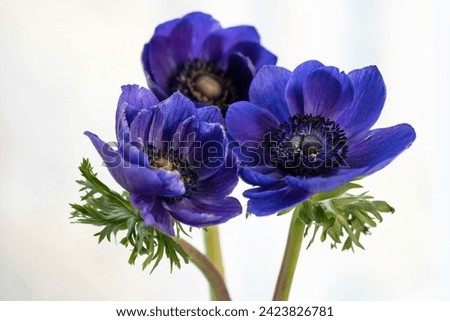 Similar – Foto Bild Anemonen Blume Frühling