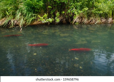 Three Bright Orange Salmon Fish Swim In Shallow Water Up Stream To Spawn In Summer