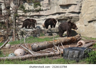 Three Brother Bears At The Detroit Zoo