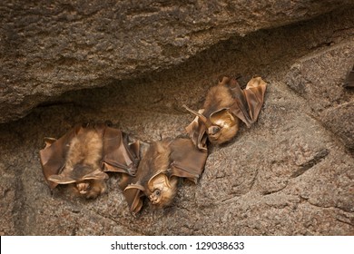 Three Brown Bats Clinging To A Stone Wall.