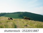 Three brown bay horses with long mane graze among meadow in tall grass illuminated by the morning sun. animal farm, red thoroughbred horse, breed horses, chestnut horse, regal horse. Image for design