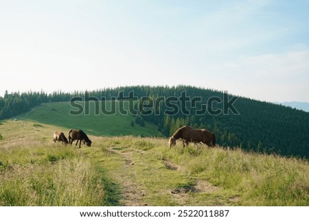 Similar – Image, Stock Photo Grass Illuminated By Sun. Dusk Time. Dry Grass In Sunset Sunlight. Beautiful Plant On Sunrise Sky Background. Nature At Sunrise. Golden Summer Sunset