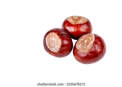 Three brown chestnuts, fresh clean autumn conkers isolated on white background, closeup. Collecting chestnuts for health care purposes concept