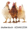 farm chicken isolated