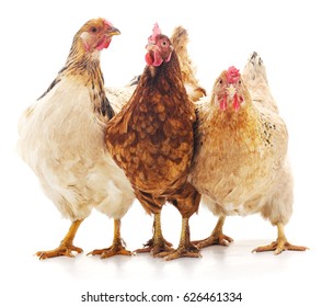 Three brown chicken isolated on white background. - Shutterstock ID 626461334